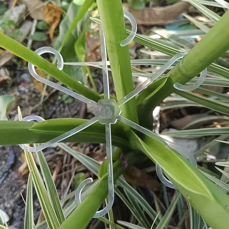 4pcs Climbing Plants Support C - Variegated Monstera Node บทวิจารณ์และราคา