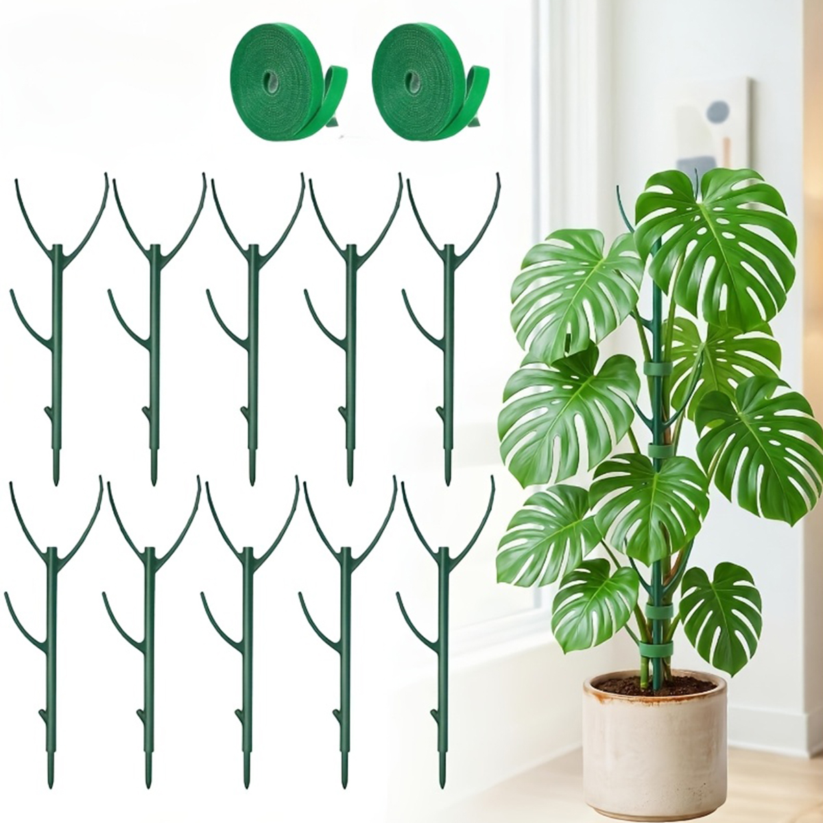 6 PCS Monstera Plant Support S - Variegated Monstera Node บทวิจารณ์และราคา
