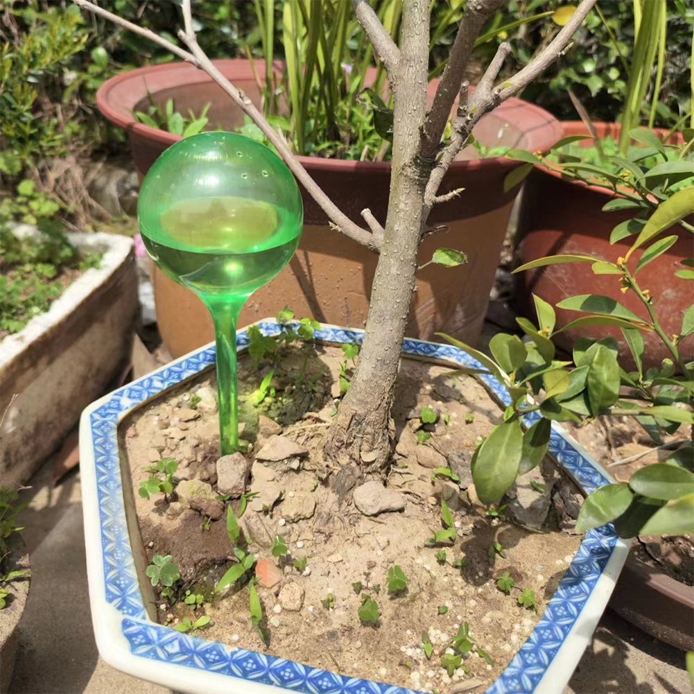 Automatic Plant Watering Bulbs - Plant Parent Kit บทวิจารณ์และราคา