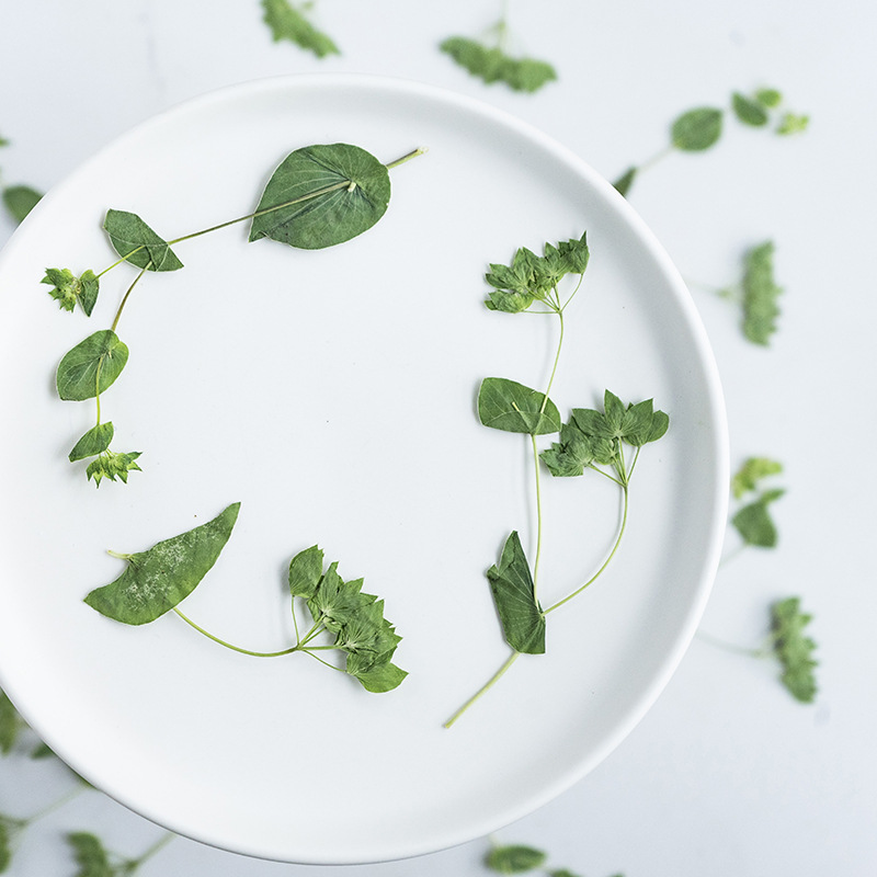 60Pcs Rabbit Ear Grass with Br - Plant Parent Sticker บทวิจารณ์และราคา