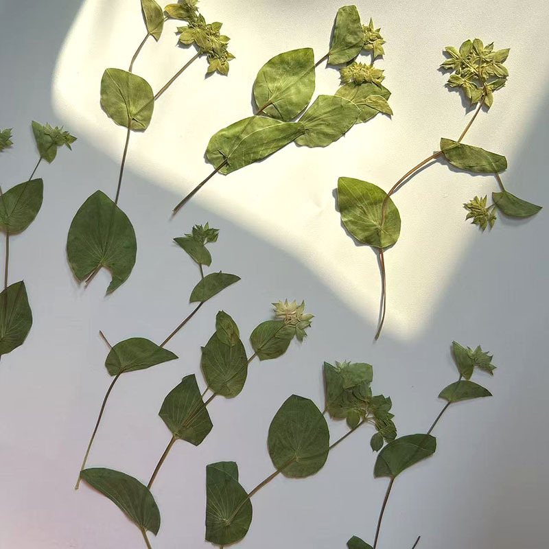 60Pcs Rabbit Ear Grass with Br - Plant Parent Sticker บทวิจารณ์และราคา