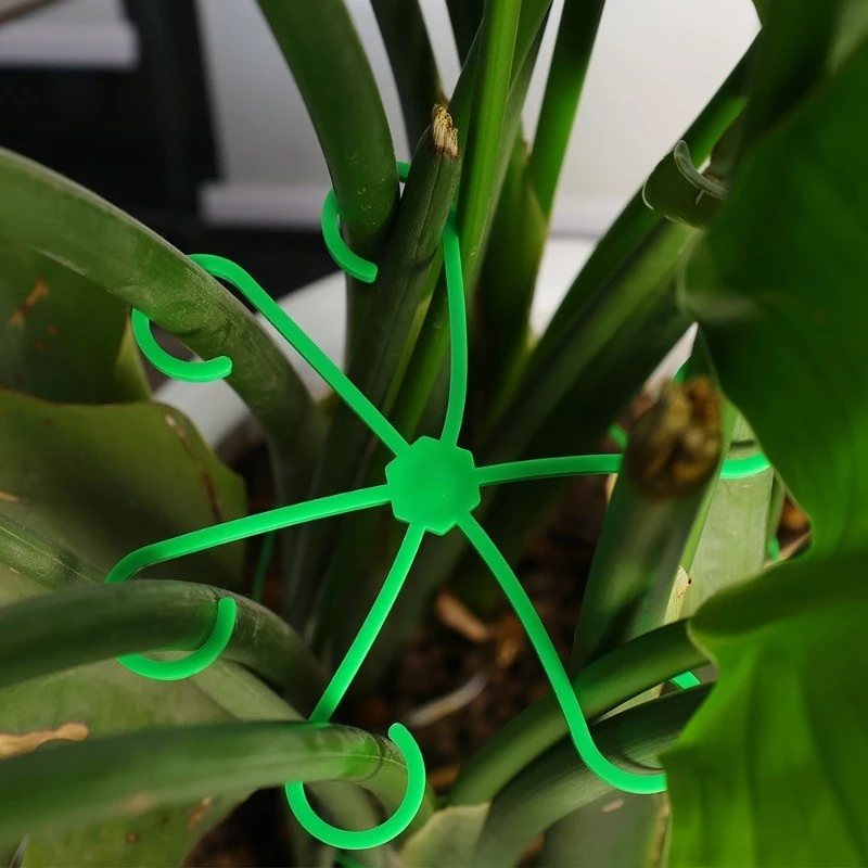 4pcs Plant Stem Support Clips  - Variegated Monstera Node บทวิจารณ์และราคา