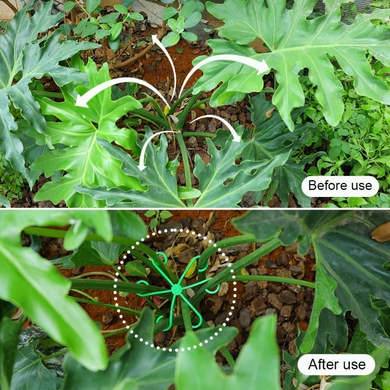 4pcs Plant Stem Support Clips  - Variegated Monstera Node บทวิจารณ์และราคา