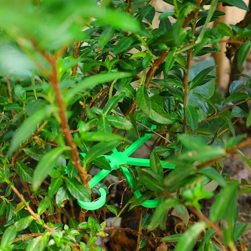 4pcs Plant Stem Support Clips  - Variegated Monstera Node บทวิจารณ์และราคา