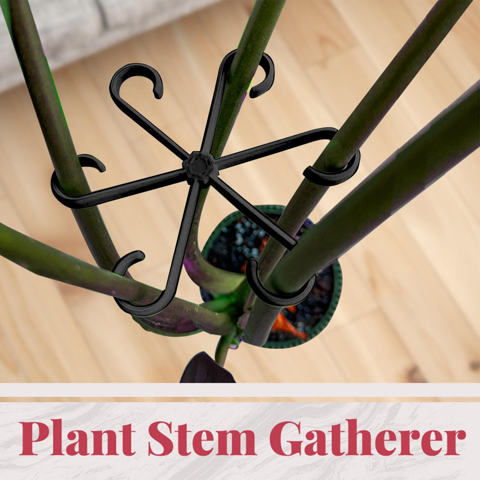 Plant Support 4PCS Climbing Pl - Variegated Monstera Node บทวิจารณ์และราคา