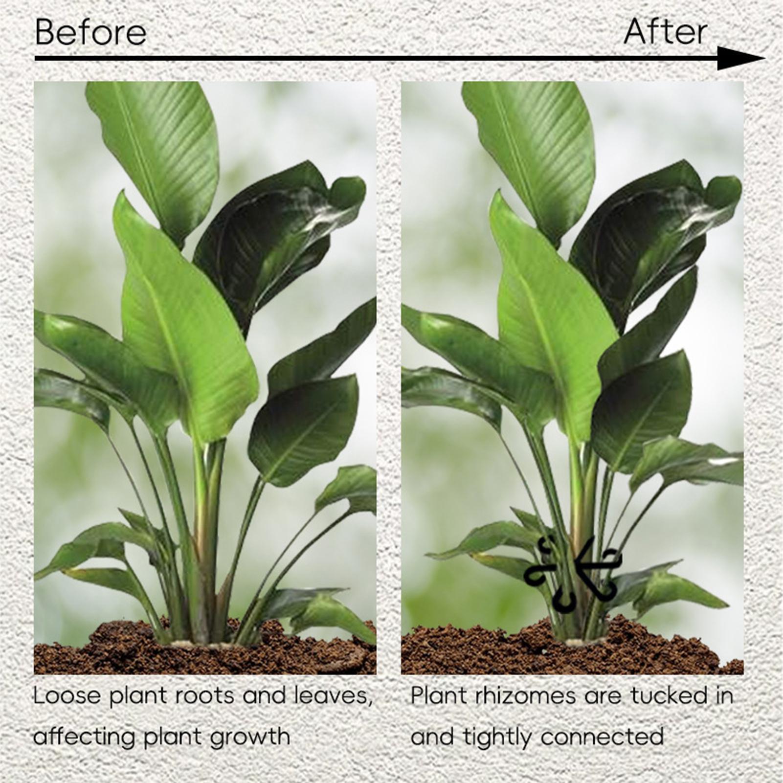 Plant Support 4PCS Climbing Pl - Variegated Monstera Node บทวิจารณ์และราคา